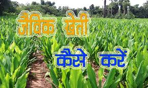 You are currently viewing ऑर्गेनिक खेती क्या होती है | ऑर्गेनिक या जैविक खेती कैसे करे | Organic Farming in Hindi